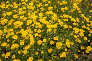 paesaggio e natura dell'isola del Giglio Grosseto Italia