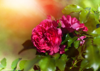 Pink Rose blooming in summer garden. Flowers roses blossoming flower art design background. Nature and Gardening concept.