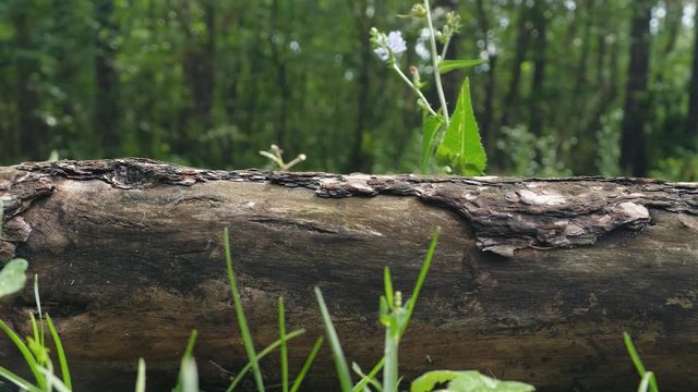 Can be used as a video background with phlegmatic/melancholy mood, for text and headline. Wet, rotten coniferous log in a smooth symmetrical movement, after rain. Side view with blurry background. It 