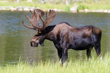 Shiras Moose in the Rocky Mountains of Colorado