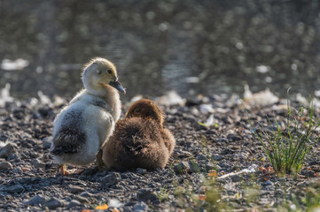 Obraz premium yellow and brown ducklings near waters edge 
