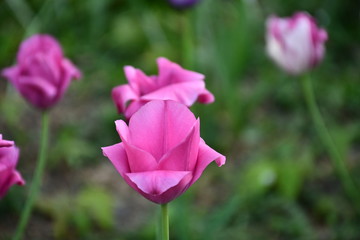 Fleur