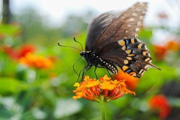 butterfly on flower