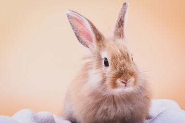 Cute little rabbit sitting on a white cloth, orange backdrop