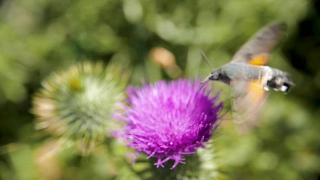 Moro-sphinx butinant un chardon