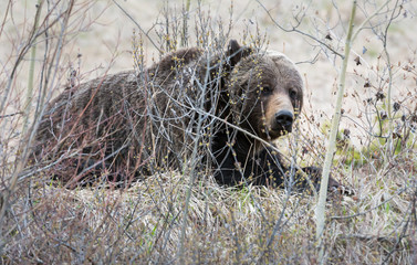 Grizzly bear in the spring