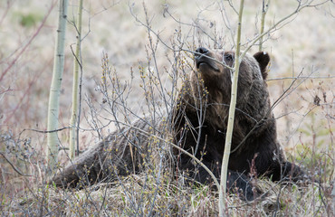 Grizzly bear in the spring