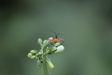 Naklejka premium insecte