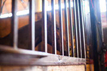 Argentina CABA Caballo en Corral con bozal y sin bozal