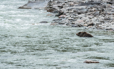 Grizzly bear in the spring