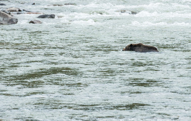 Fototapeta premium Grizzly bear in the spring