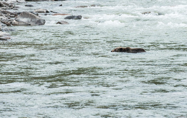 Grizzly bear in the spring