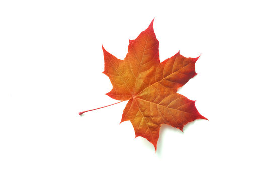 Colorful autumn maple leaf isolated on white background with place for your text