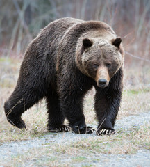 Obraz na płótnie Canvas Grizzly bear in the spring