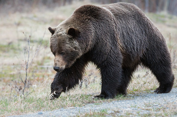 Fototapeta premium Grizzly bear in the spring