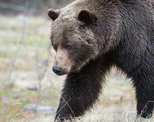 Fototapeta premium Grizzly bear in the spring