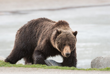 Grizzly bear in the spring