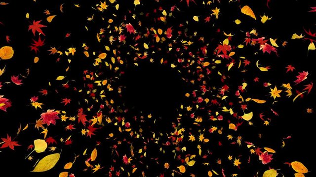 Autumn leaves dance in wind