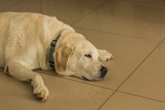 Adult sleeping Labrador portrait on a home tile floor interior background, copy space 