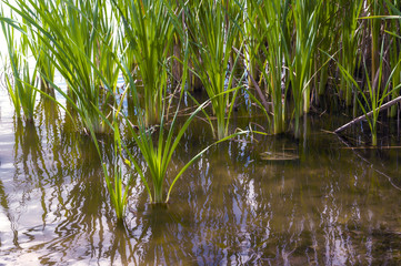 Summer day on the river, water and cattail