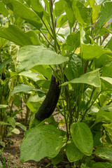 Bush with ripe eggplant close-up in the garden. In natural conditions in summer