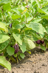 Bush with ripe eggplant close-up in the garden. In natural conditions in summer