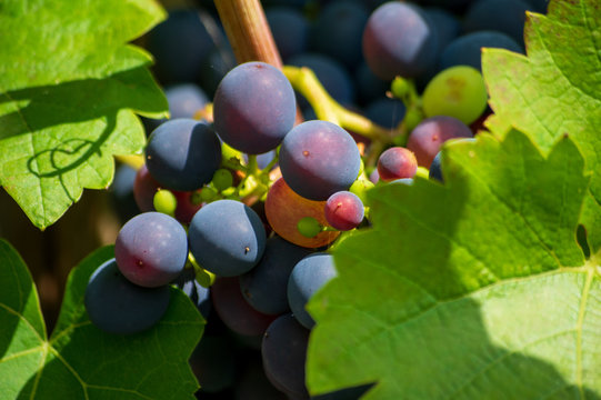 close-up berries of grape-vine growing in a garden, vine (Vitis vinifera 'Mitschurinski', Vitis vinifera Mitschurinski), cultivar Mitschurinski