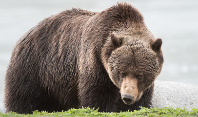 Grizzly bear in the spring