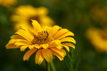 Field flower with yellow petals close-up, macro. In natural environment in summer