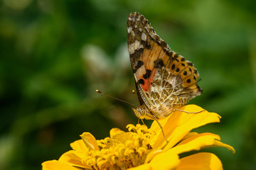 Fototapeta na wymiar A butterfly sits on a yellow flower. Macrophotography