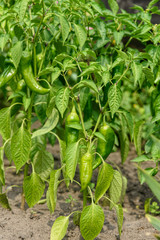 Bush with green bell pepper close-up in the garden. Under natural conditions