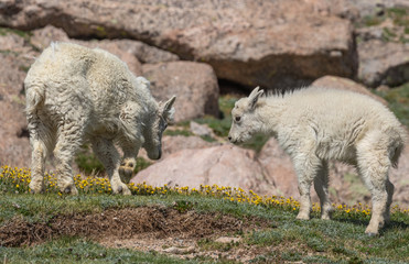 Naklejka na ściany i meble Cute Mountain Goat Kid in Colorado in Summer
