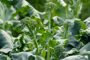 cabbage broccoli in the garden in the garden close-up