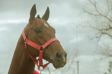 close-up of a big horse with its ears stopped 