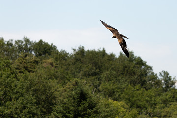 Rapace