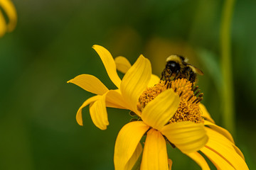 Bee collecting pollen on yellow flower, closeup