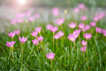Lotus flower. Rain lily. Zephyranthes is a genus of temperate and tropical plants in the Amaryllis family, subfamily Amaryllidoideae, native to the Western Hemisphere.