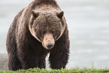 Fototapeta premium Grizzly bear in the spring