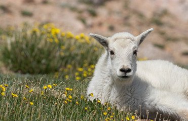 Cute Mountain Goat Kid in Colorado in Summer