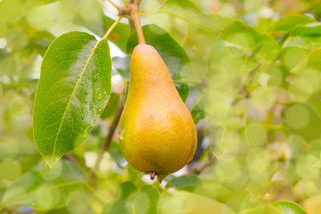 pear with green leaves on    blurred background