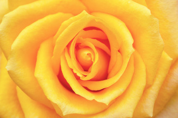 Yellow rose blurred with blurred pattern background