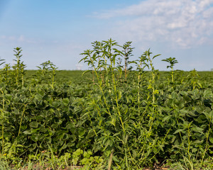 Fototapeta na wymiar waterhemp growing in soybean farm field in summer