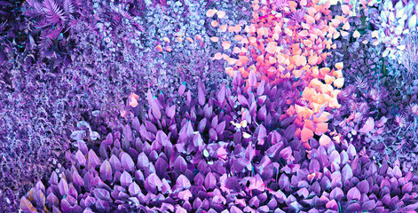 Tropical plants. Climbing plants. Nature background. Violet color.