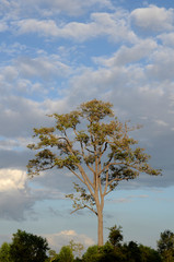 Tropische Bäume und Pflanzen in Südostasien