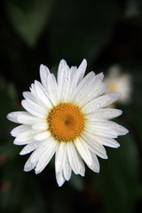 Fototapeta premium big white daisy with water drops on the petals