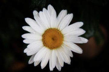 Obraz premium big white daisy with water drops on the petals
