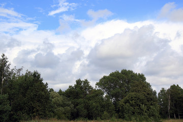 cumulus clouds over the trees