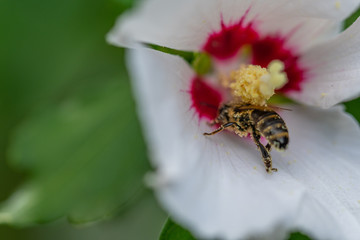 bees collect pollen  in flowers