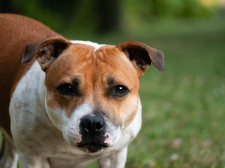 Chien Staffie nature