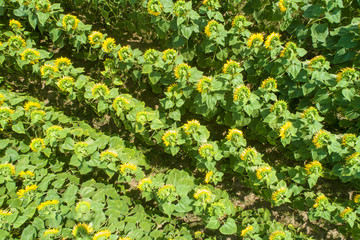 Summer landscape with sunflowers. Aerial view of the beautiful sunflower field. Rural landscape. Nature background